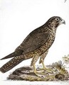 f7 Siberian Peregrine Falcon Falco perigrinus - William Ellis