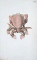 f113 Crab painted while accompanying Captain James Cook on his third voyage - William Ellis