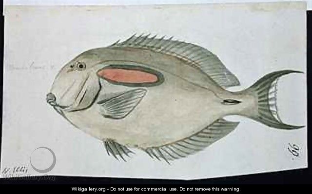 f99 A Fish painted while the artist was accompanying Captain James Cook on his third voyage - William Ellis