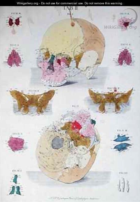 Bones of the skull from Tabulae Osteologicae - (after) Eisenberger, Nikolaus Friedrich