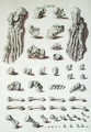 Bones of the foot from Tabulae Osteologicae - (after) Eisenberger, Nikolaus Friedrich
