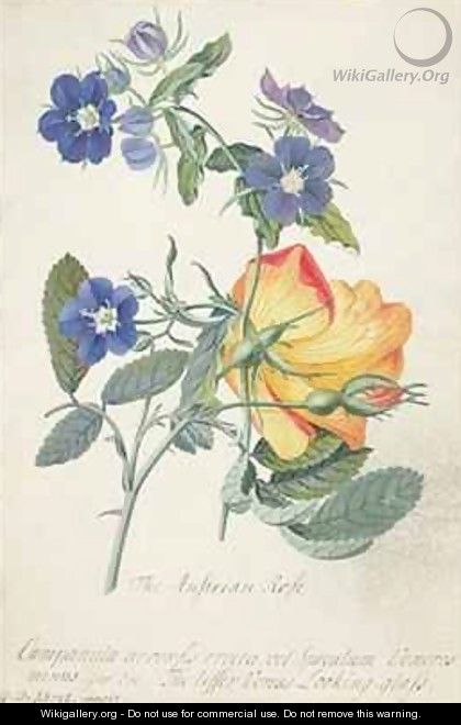 The Austrian Rose - Georg Dionysius Ehret