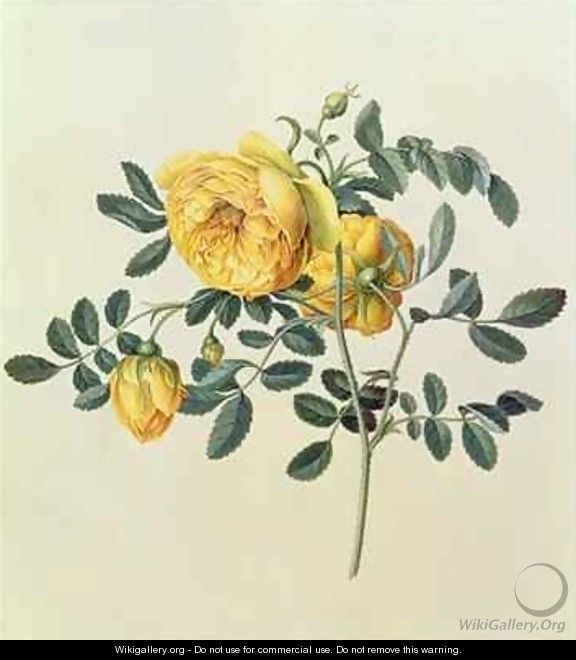 Rosa hemispherica - Georg Dionysius Ehret