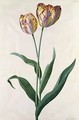 Tulip Tulip - Georg Dionysius Ehret