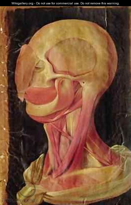 Anatomical drawing of the human head - Hieronymus Fabricius ab Aquapendente
