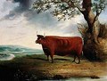 Portrait of a Brown Cow - George Fenn