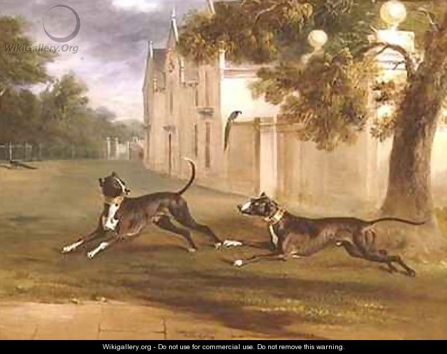 The Earl of Brownlows two Bull Terriers Nelson and Argo - John Ferneley, Snr.