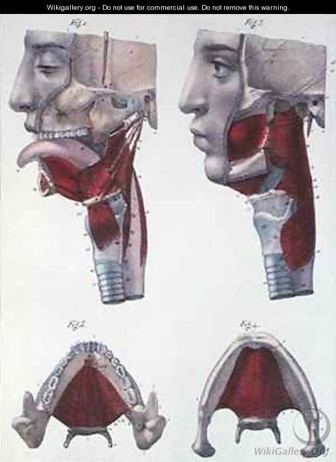Anatomy of the throat and jaw from Manuel dAnatomie descriptive du Corps Humain 2 - Feillet