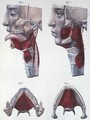 Anatomy of the throat and jaw from Manuel dAnatomie descriptive du Corps Humain 2 - Feillet