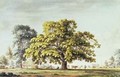 A Walnut Tree at Denton near Grantham - Anthony Devis