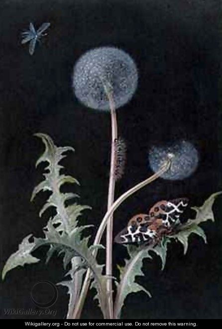Dandelion Taraxacum officinale with Insects - Margaretha Barbara Dietzsch