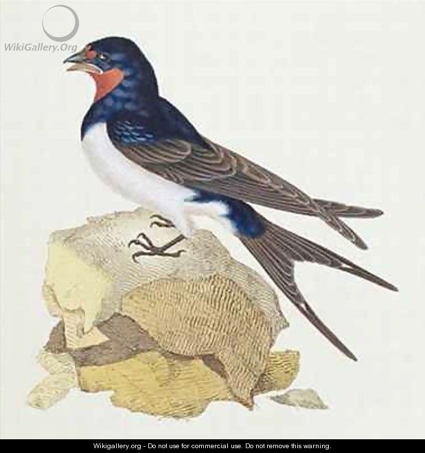 Swallow from The History of British Birds - Edward Donovan