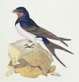 Swallow from The History of British Birds - Edward Donovan