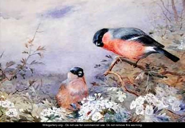 A Pair of Bullfinches Amongst the Blossom - Otto Murray Dixon