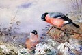 A Pair of Bullfinches Amongst the Blossom - Otto Murray Dixon