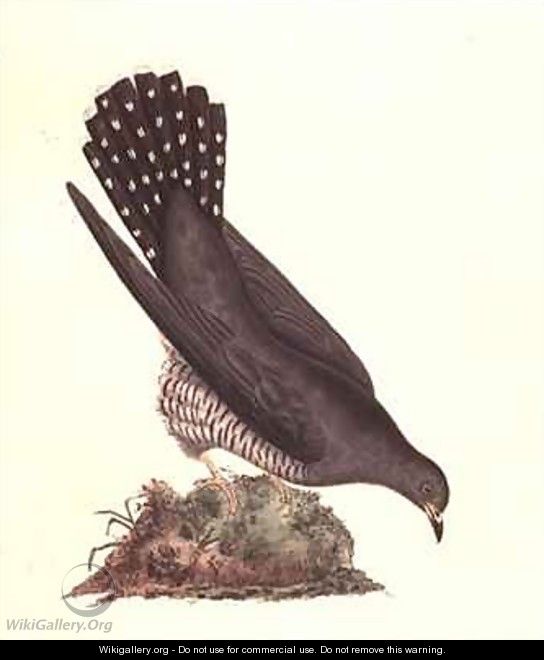 Cuckoo from The History of British Birds - Edward Donovan