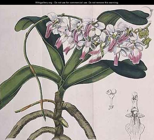 Aerides Crispum orchid - Miss Drake