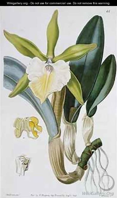 Orchid Brassavola glauca - Miss Drake