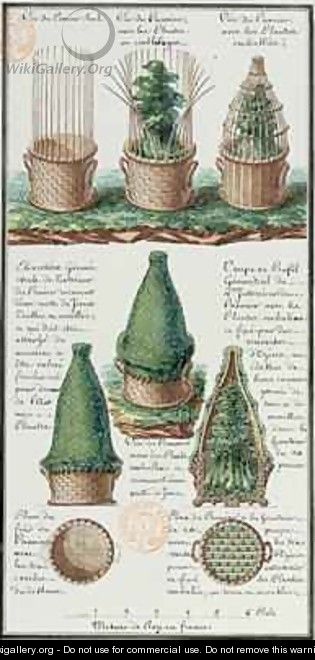 Illustration of a woven basket for transporting plants - Gaspard Duche de Vancy