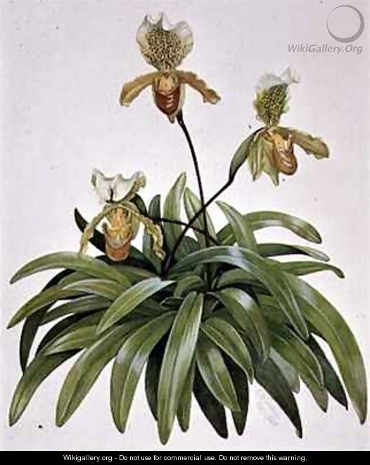 PD 412 1973 Lady Slipper Orchid from Nepal Paphiopedilum insigne - Cornelius B. Durham