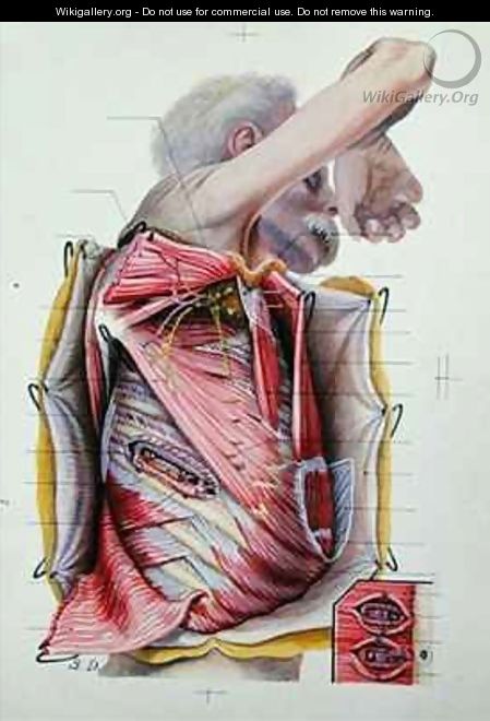 Dissection of the right lateral face of the thorax from a book on anatomy - S. Dupret