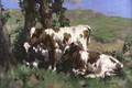 Three Calves in the Sunlight - David Gauld