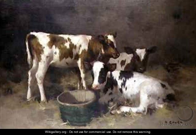 Three Calves - David Gauld