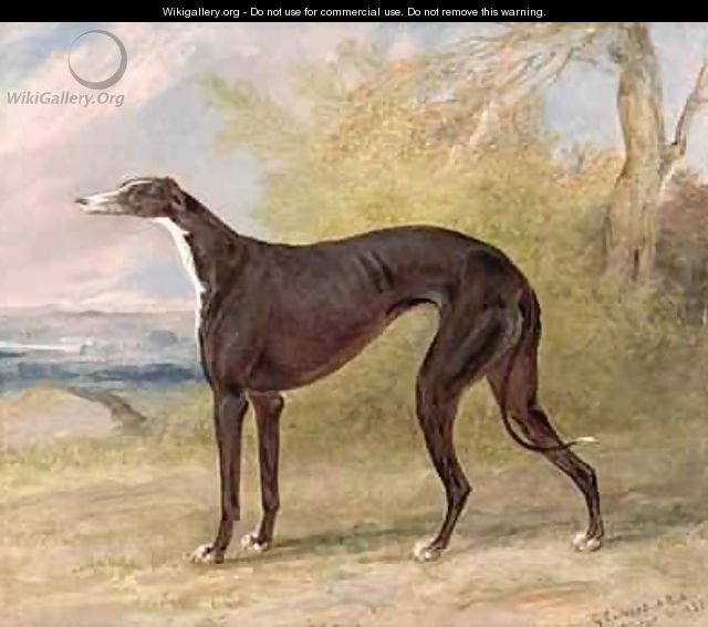 One of George Lane Foxs Winning Greyhounds the Black and White Greyhound Bitch Juno also known as Elizabeth - George Garrard