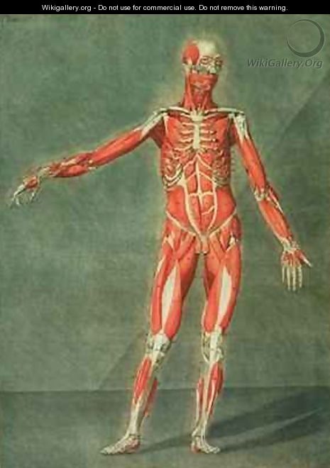 Superficial Muscular System of the Front of the Body - Arnauld Eloi Gautier DAgoty