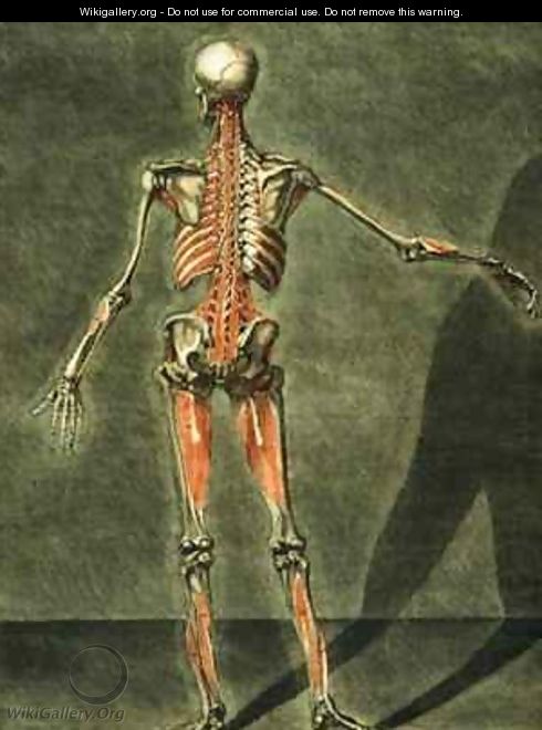 Deep Muscular System of the Back of the Body - Arnauld Eloi Gautier DAgoty