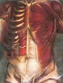 Muscles of the thorax and abdomen - Jacques - Fabien Gautier - Dagoty