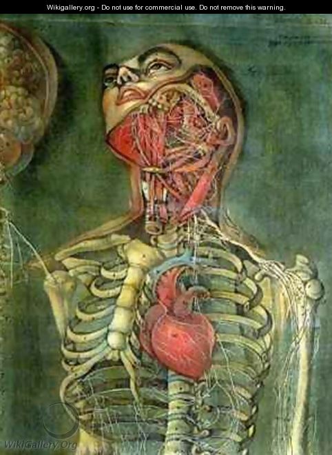 Throat and heart plate from Anatomy of the Visceras dissected - Jacques - Fabien Gautier - Dagoty