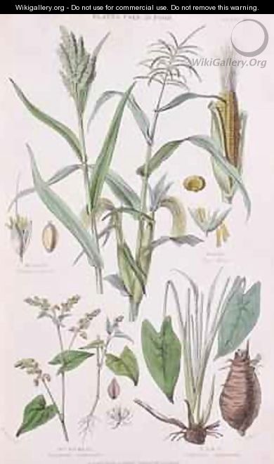 Millet Maize Buckwheat and Taro - W. Fitch