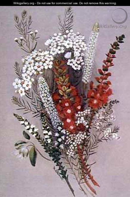 Geraldton Wax Flower and Scarlet Feather Flower - Lady Margaret Forest