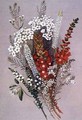 Geraldton Wax Flower and Scarlet Feather Flower - Lady Margaret Forest