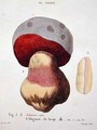 Tubiporus cepa - (after) Fossier