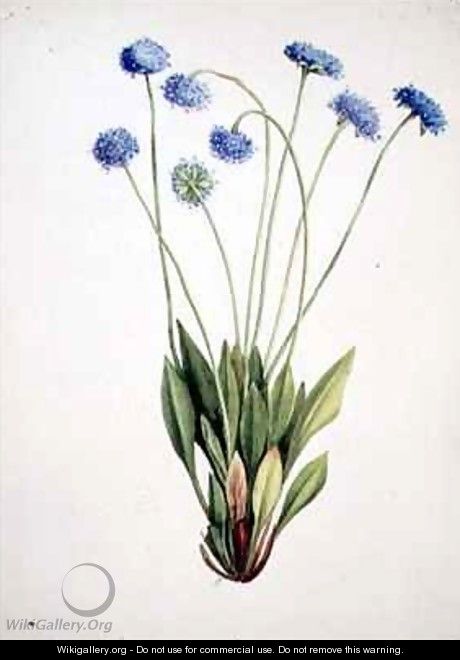 Brunonia australis - Adam Forster