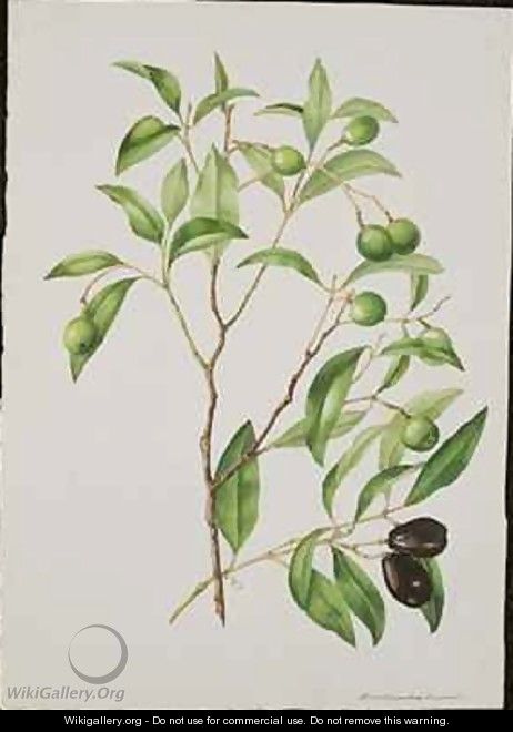 Green and Black Olives Endiandra sieber - Adam Forster