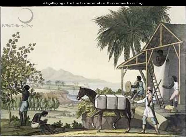 Cotton making Dutch Antilles East Indies - Paolo Fumagalli