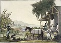 Cotton making Dutch Antilles East Indies - Paolo Fumagalli