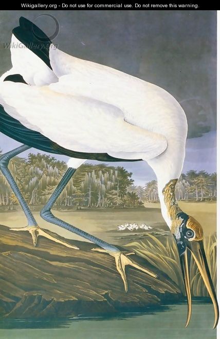American Stork - John James Audubon