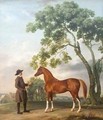 Lord Grosvenors Arabian Stallion with a Groom - George Stubbs