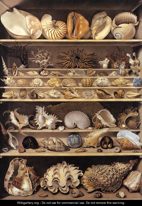 Selection of Shells Arranged on Shelves - Alexandre-Isidore Leroy De Barde