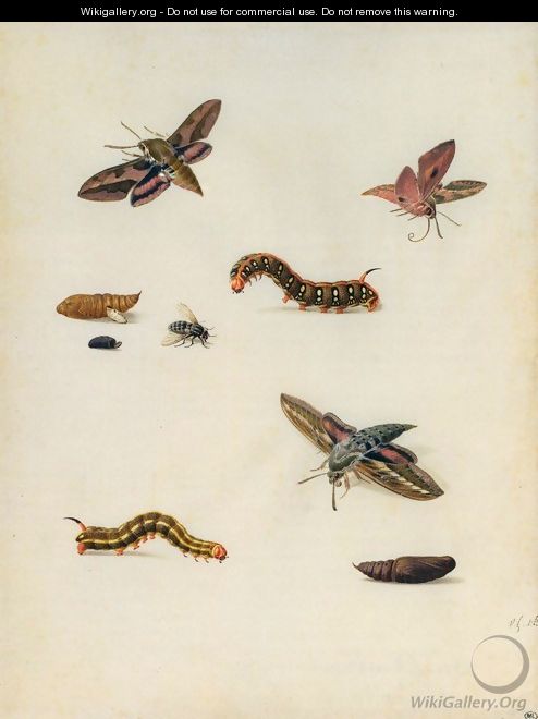 Insects - Herman Henstenburgh