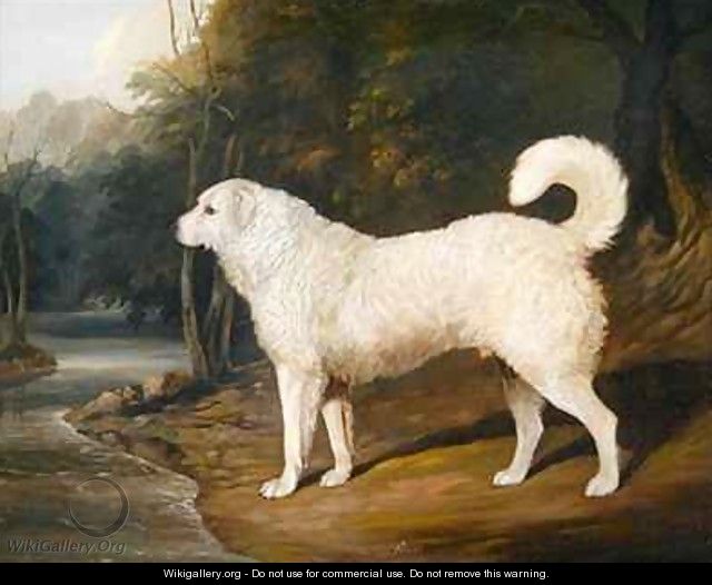 Portrait of a Dog Ross - David of York Dalby