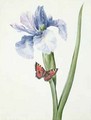 Blue Iris with Butterfly Spuria - Louise D'Orleans