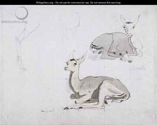 Studies of young Pallah Deer Resting - Samuel Daniell