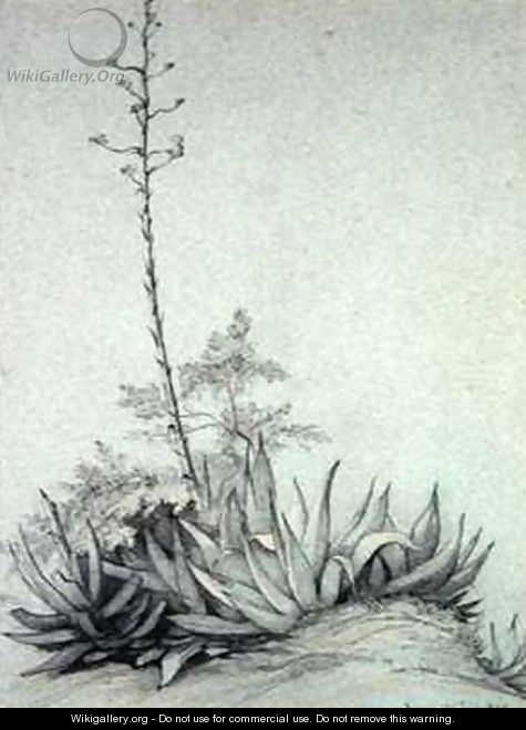 Flowering Yucca - Charles Damour