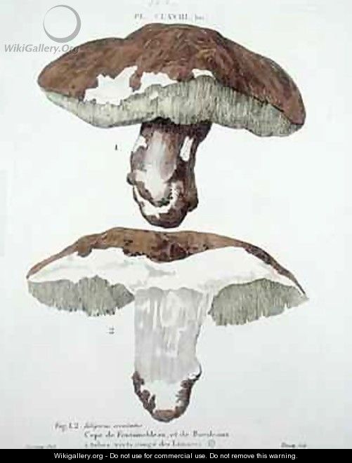 Tubiporus esculentus - (after) De Lussigny
