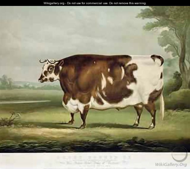 A Short Horned Ox - (after) Davis, W.H.
